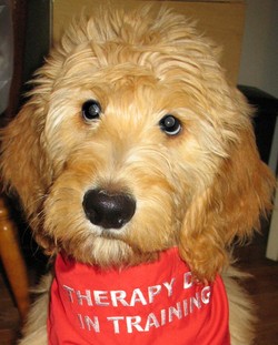 Therapy Dog Training with Rose Lesniak Dog Trainer, Miami, FL